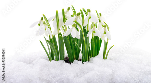 Snowdrops and Snow.