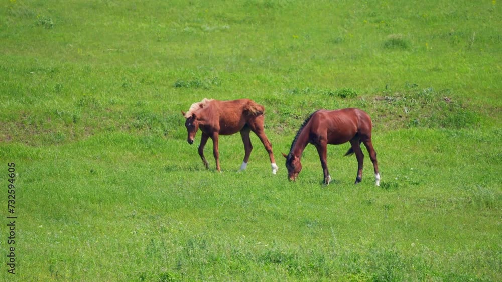 Horse grazing on green field. Two brown horses eat grass. Farm Concept. food. Powerful animal Horse grazing on green field. Two brown horses eat grass. Farm Concept. food. Powerful animal