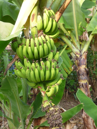 Régime de bananes sur son arbre