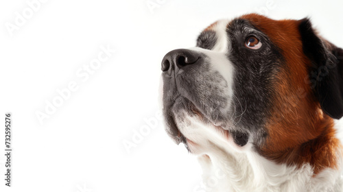 A Saint Bernard Dog Looking Up Isolated On A White Background