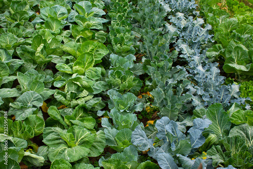 Cabbage collards garden rows. Collard greens varieties in a homestead garden in spring