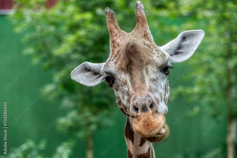 Fototapeta premium Giraffe head close-up of this animal
