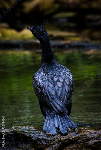 black cormorant dries the body after bathing in the pond photo