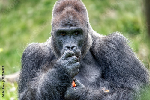 An amazing portrait of an endangered silverback mountain gorilla