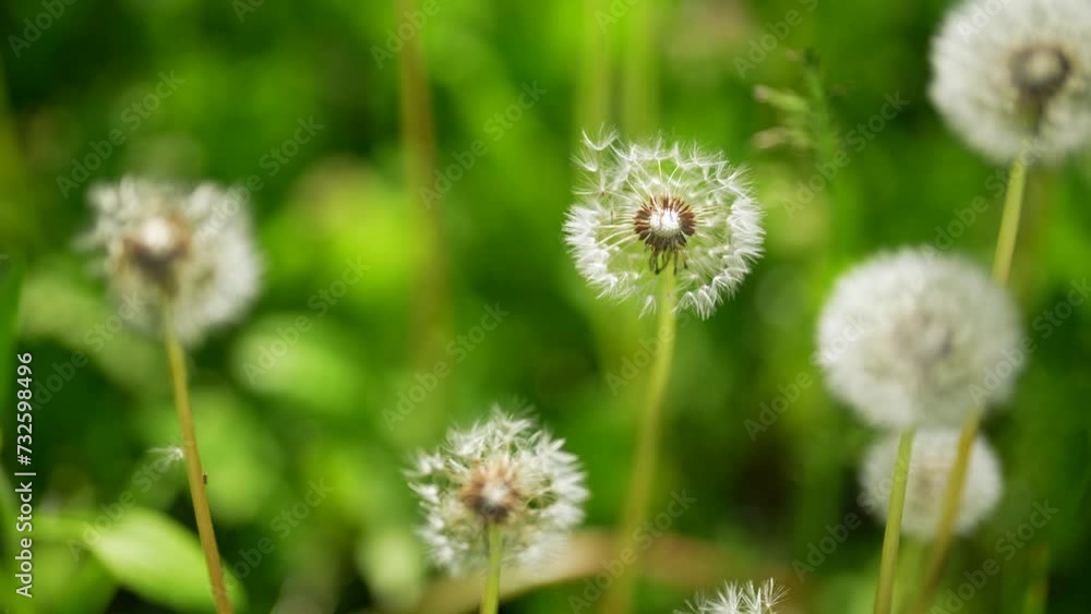 Dandelion Seed Head Blossom Timelapse on a Black Background. Blossoming White Dandelion. Fluffy Flower Plant Dandelion Seed Head Blossom Timelapse on a Black Background. Blossoming White Dandelion. Fluffy Flower Plant