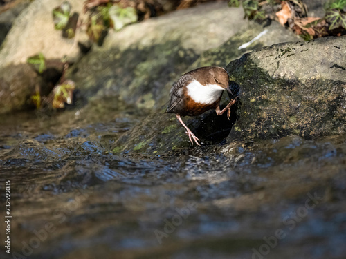 Wasseramsel (Cinclus cinclus) photo