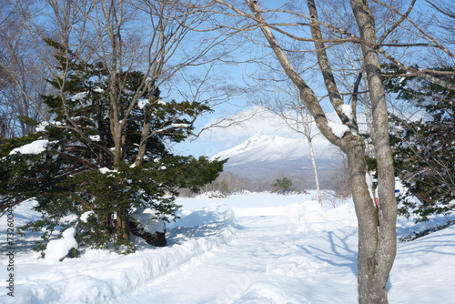 Garden and trees on a snowy day.