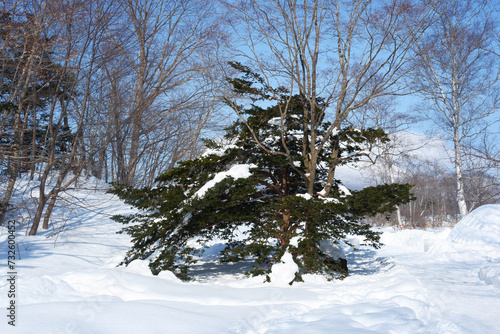 Garden and trees on a snowy day.