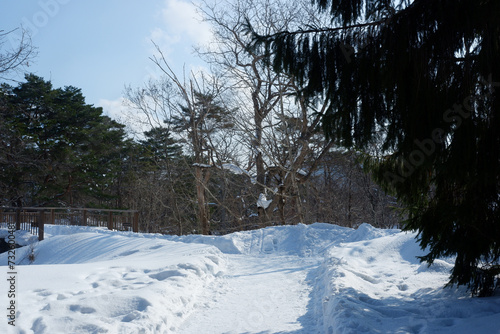 Garden and trees on a snowy day.