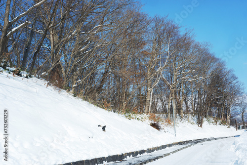 Garden and trees on a snowy day.