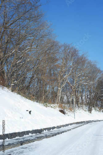 Garden and trees on a snowy day.