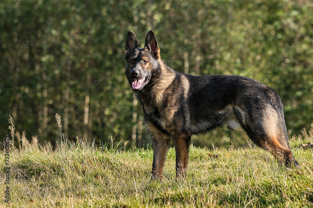 beautiful gray German Shepherd dog in a meadow in Sweden countryside