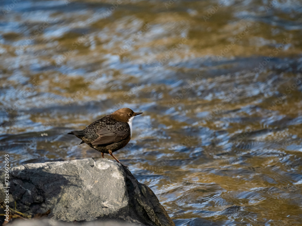 Fototapeta premium Wasseramsel (Cinclus cinclus)