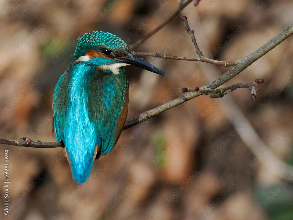 Obraz premium Eisvogel (Alcedo atthis)