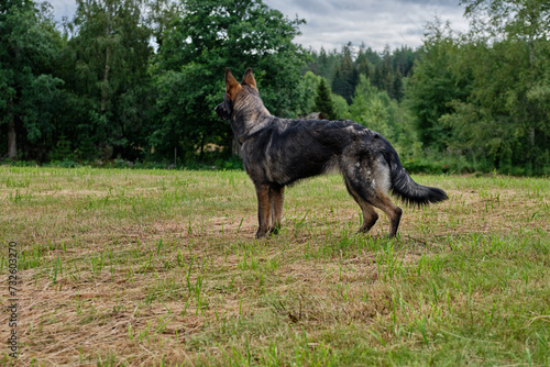 beautiful gray German Shepherd dog in a meadow in Sweden countryside © LightTheurgist