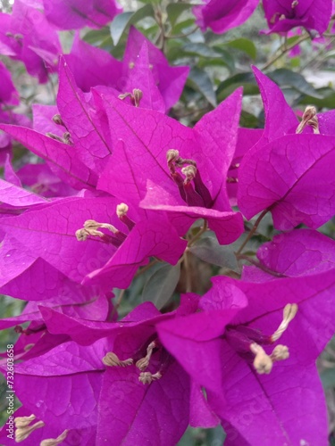 photo of purple flowers in the garden