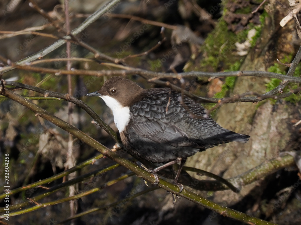 Wasseramsel (Cinclus cinclus)   