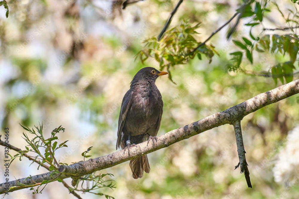 Blackbird Against Blue Sky. High quality photo. Blackbird Against Blue Sky. High quality photo.