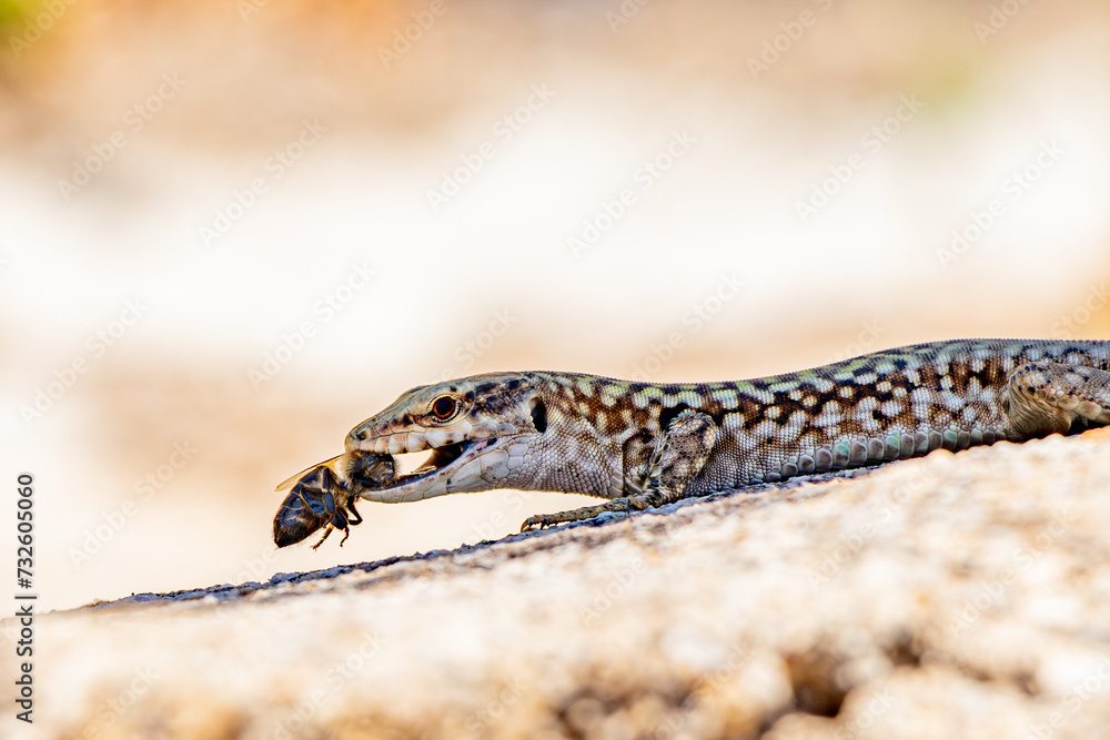 Naklejka premium La lucertola siciliana