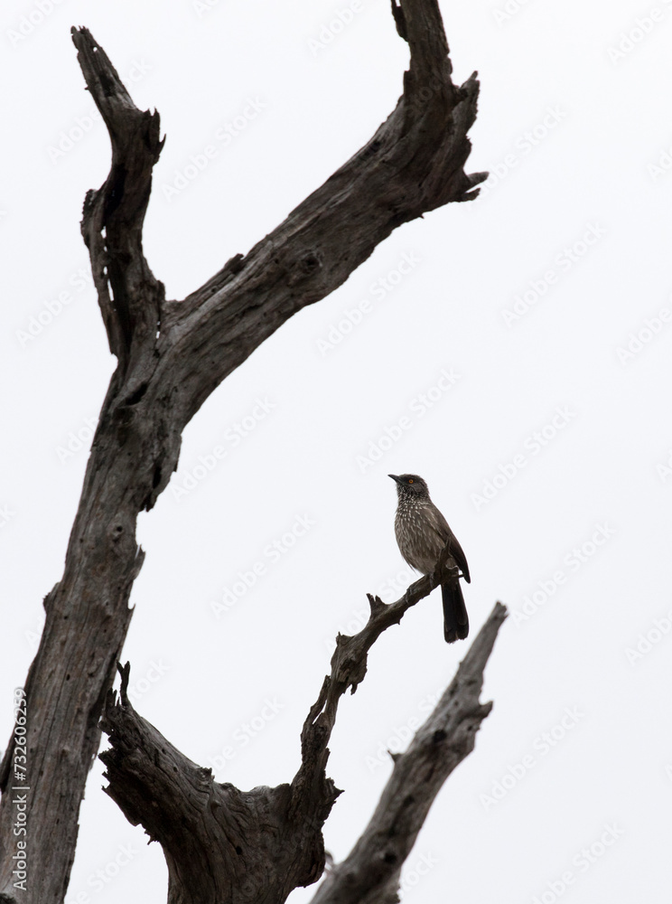 A photo of arrow marked babbler A photo of arrow marked babbler