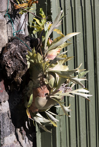 A close photo of Platycerium bifurcatum plant photo