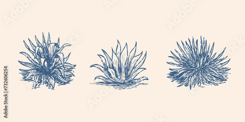 Blue agave sketch illustration. Tequila plant ingredient vector