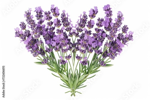 Heart shaped with lavender  botanical illustration style  white background  spring time