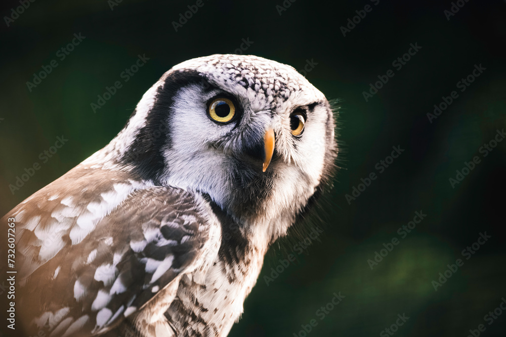 Obraz premium Nahaufnahme einer Eule