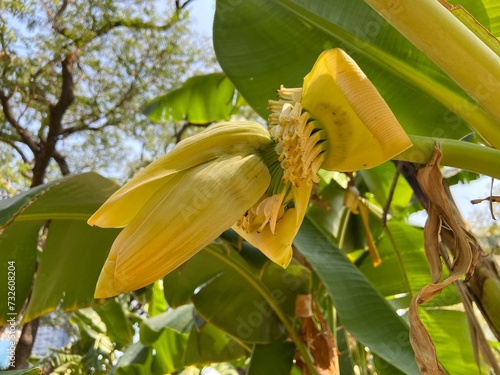 Musa basjoo, known variously as Japanese banana, Japanese fibre banana or hardy banana, is a species of flowering plant belonging to the banana family Musaceae. photo