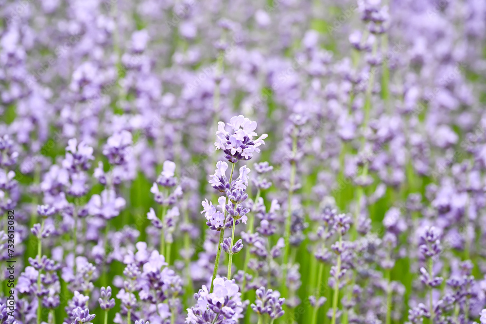Beautiful Lavandula angustifolia flowers. Beautiful Lavandula angustifolia flowers.