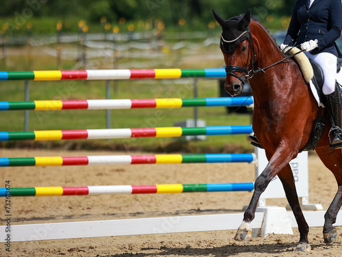 Dressage horse, horse dressage in tournament close-up with space for text. photo