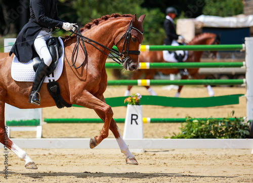 Dressage horse, horse dressage in tournament close-up with space for text. © RD-Fotografie