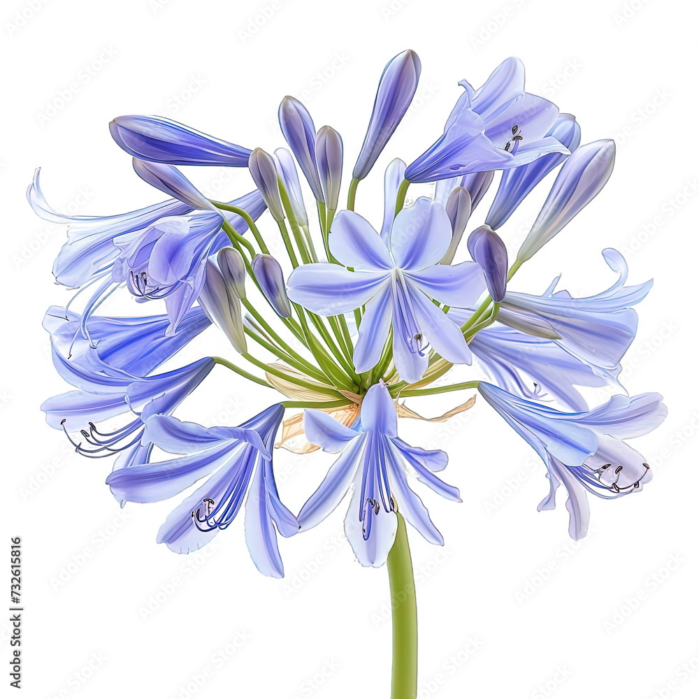 Naklejka premium Agapanthus Blue African Lily