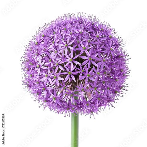 purple allium flower isolated photo