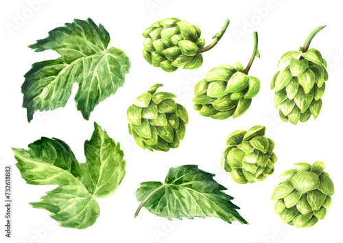 Fresh green hops (Humulus lupulus) and hop leaf set. Hand drawn watercolor illustration isolated on white background