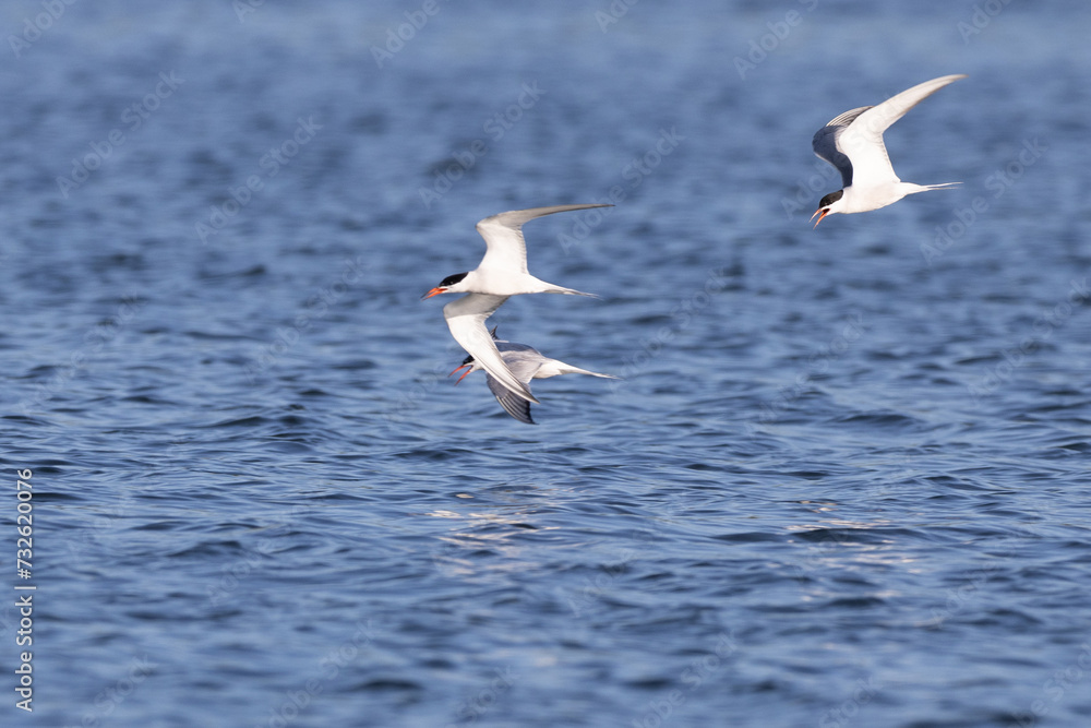 Common terns in flight