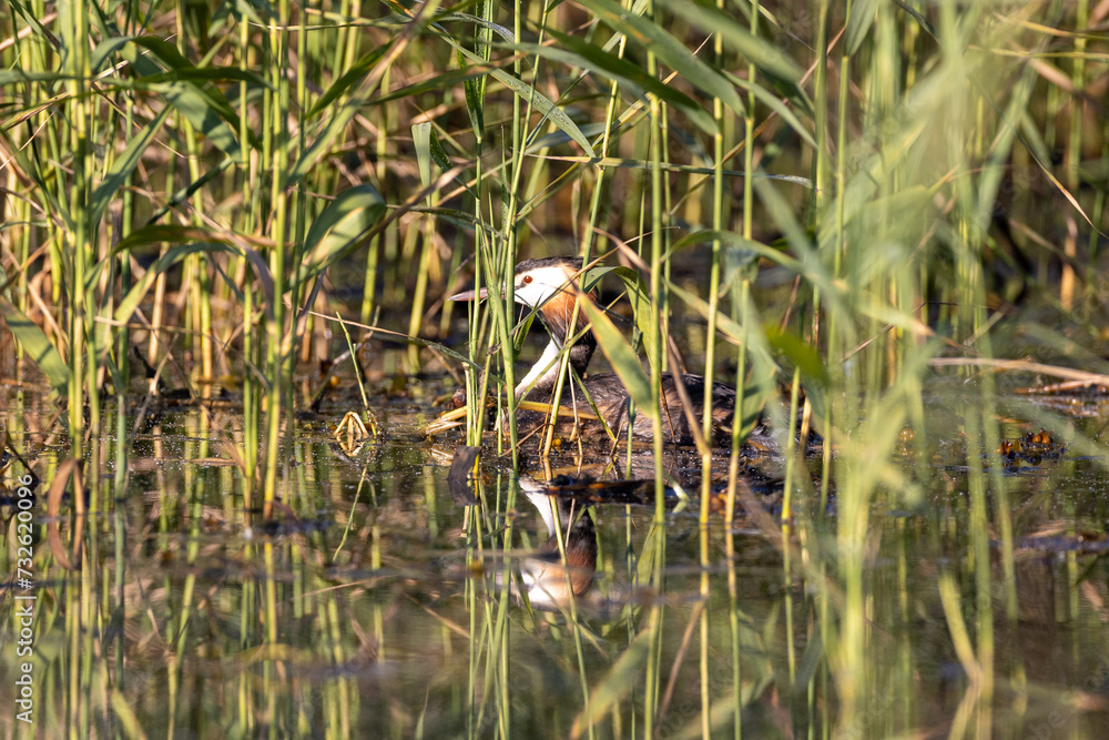 Fototapeta premium great crested grebe hiding in the reeds