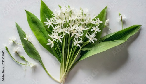 Wild garlic plant