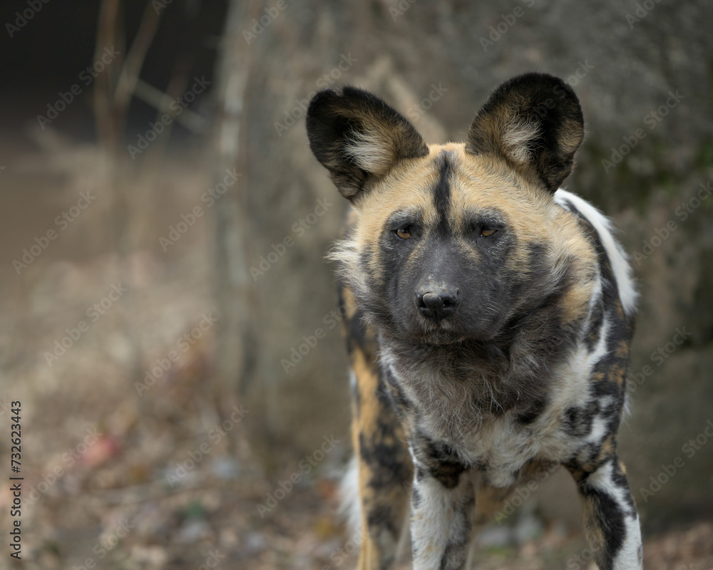 African wild dog (Lycaon pictus) closeup portrait on rocky terrain African wild dog (Lycaon pictus) closeup portrait on rocky terrain