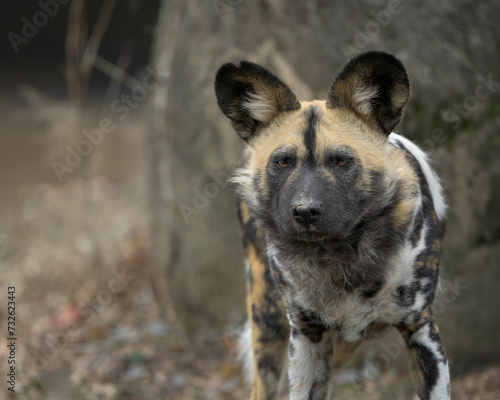 African wild dog (Lycaon pictus) closeup portrait on rocky terrain