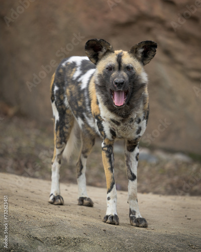 African wild dog (Lycaon pictus) full body frontal portrait on rocky terrain with open mouth