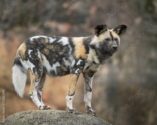 African wild dog (Lycaon pictus) full body profile portrait on rocky terrain