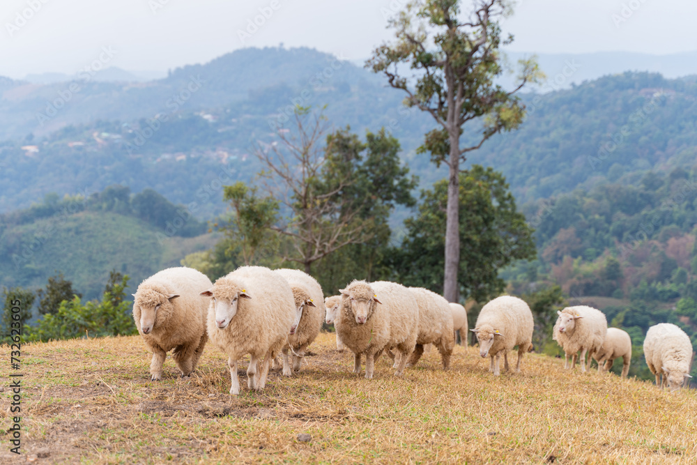 Obraz premium flock of sheep are walking in the meadow