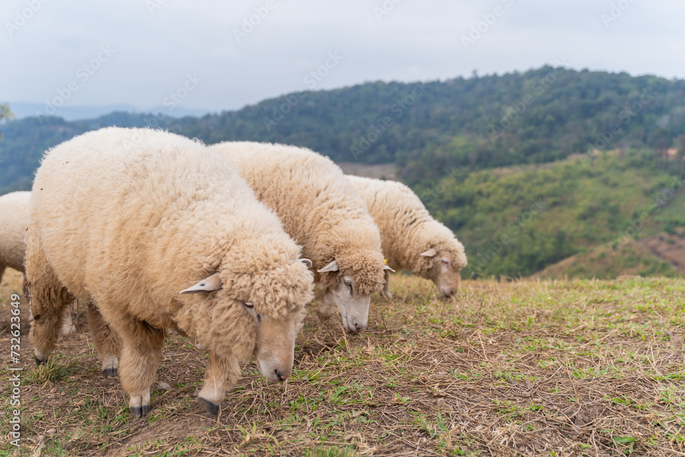 flock of sheep are walking in the meadow flock of sheep are walking in the meadow
