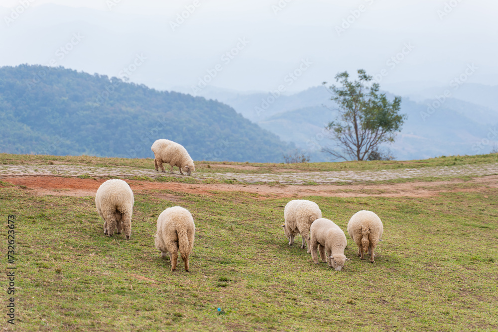 flock of sheep are walking in the meadow