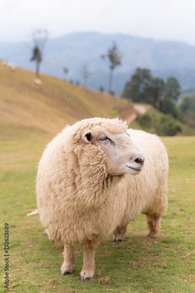 flock of sheep are walking in the meadow flock of sheep are walking in the meadow