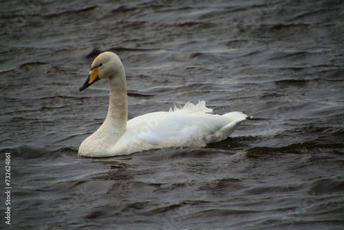 A close up of a Whooper Swan