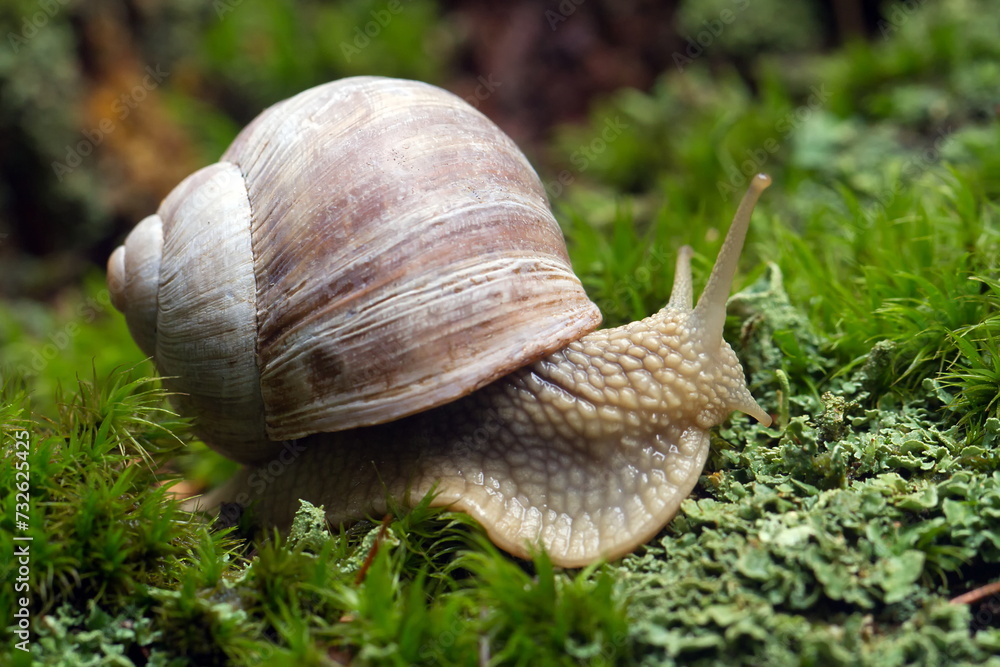 Roman snail or edible snail (Helix pomatia) in the moss Roman snail or edible snail (Helix pomatia) in the moss