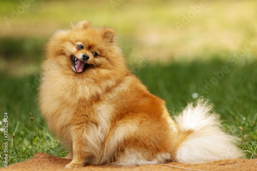 nice Pomeranian cute little dog is sitting