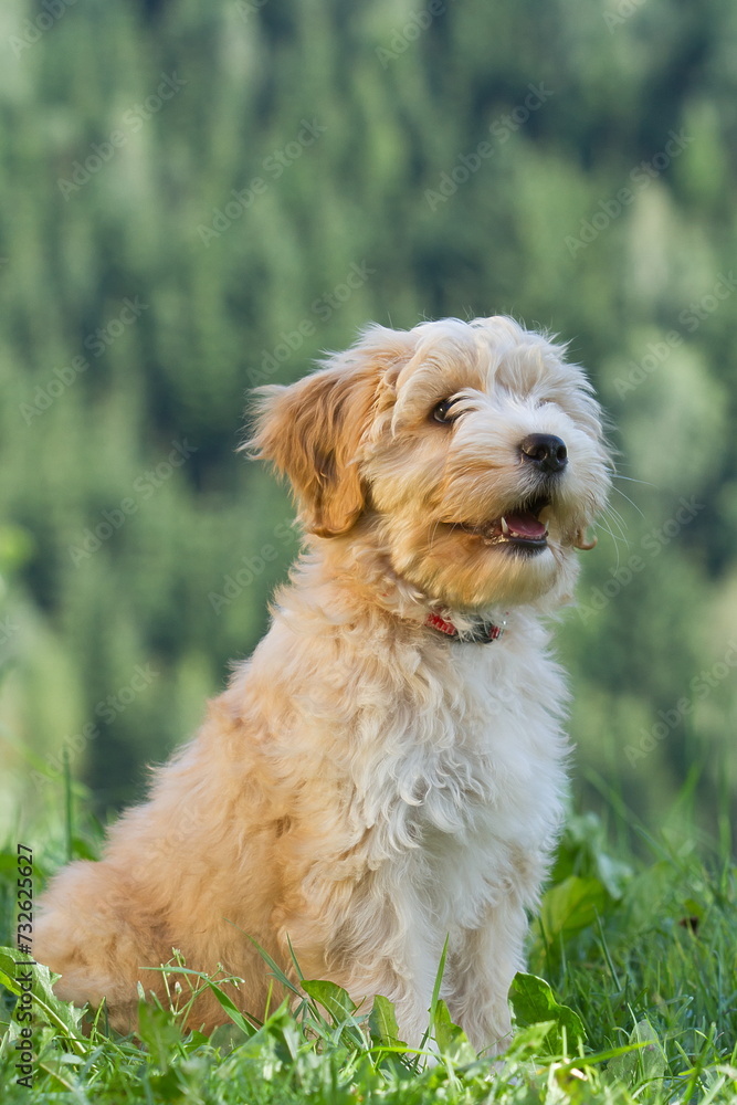 cute Tibetan Terrier puppy seated with green background cute Tibetan Terrier puppy seated with green background